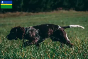 Lees meer over het artikel Duitse waakhond fokkers en puppy’s in Flevoland