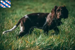 Lees meer over het artikel Duitse waakhond fokkers en puppy’s in Friesland