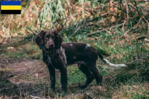 Lees meer over het artikel Duitse waakhond fokkers en puppies in Gelderland