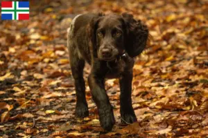 Lees meer over het artikel Duitse waakhond fokker en puppies in Groningen