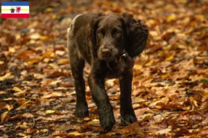 Lees meer over het artikel Duitse waakhond fokkers en pups in Mecklenburg-Vorpommern