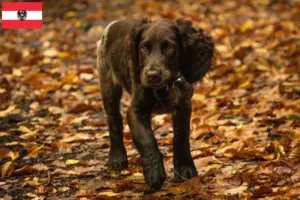 Lees meer over het artikel Duitse waakhondenfokkers en puppy’s in Oostenrijk