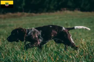 Lees meer over het artikel Duitse waakhondenfokkers en puppy’s in Saksen-Anhalt