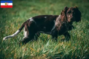 Lees meer over het artikel Duitse waakhond fokkers en puppies in Sleeswijk-Holstein