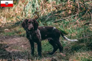 Lees meer over het artikel Duitse waakhond fokkers en pups in Thüringen