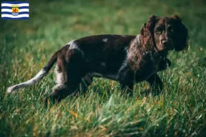 Lees meer over het artikel Duitse waakhond fokkers en puppy’s in Zeeland