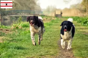 Lees meer over het artikel Friese Waterhond fokker en pups in Drenthe