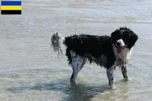 Lees meer over het artikel Friese Waterhond fokker en pups in Gelderland