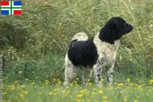 Lees meer over het artikel Friese Waterhond fokker en pups in Groningen