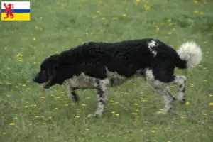 Lees meer over het artikel Friese Waterhond fokker en pups in Limburg