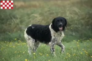 Lees meer over het artikel Friese Waterhond fokkers en pups in Noord-Brabant