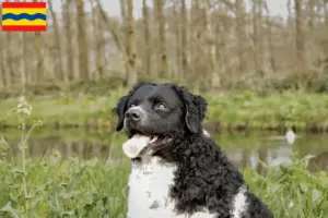 Lees meer over het artikel Friese Waterhond fokker en pups in Overijssel