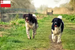 Lees meer over het artikel Friese Waterhond fokker en pups in Utrecht