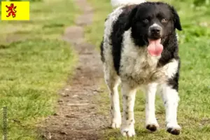 Lees meer over het artikel Friese Waterhond fokkers en pups in Zuid-Holland