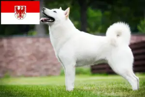 Lees meer over het artikel Hokkaido fokkers en pups in Brandenburg