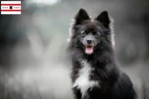 Lees meer over het artikel Pomsky fokkers en pups in Drenthe