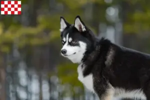 Lees meer over het artikel Pomsky fokkers en pups in Noord-Brabant