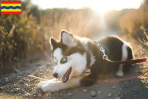 Lees meer over het artikel Pomsky fokkers en pups in Overijssel