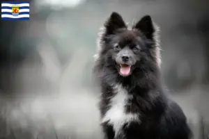 Lees meer over het artikel Pomsky fokkers en pups in Zeeland